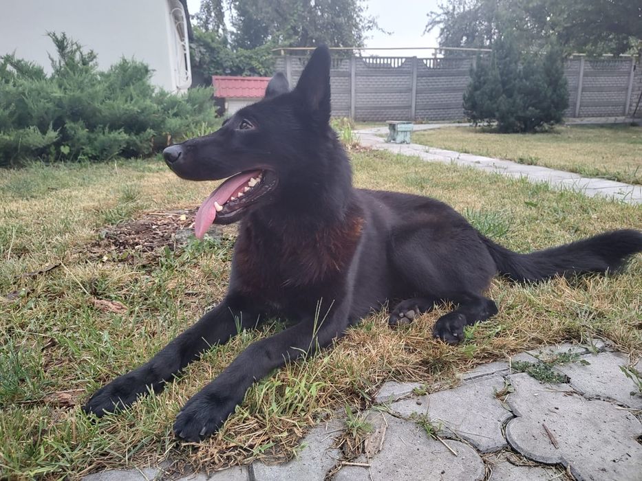 Шикарний хлопець німець в чорному забарвленні шукає наречену