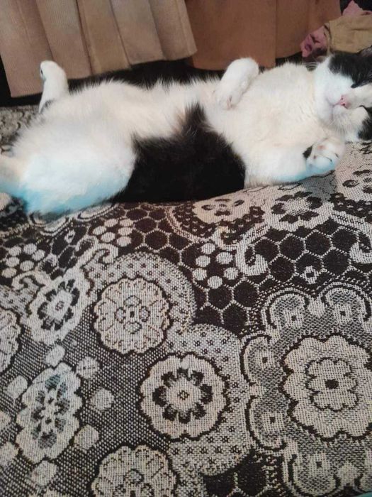 Котик Хлопчик Безкоштовно