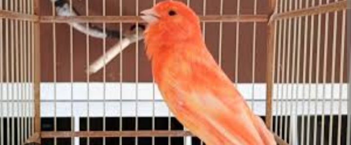 Canários entre outras aves