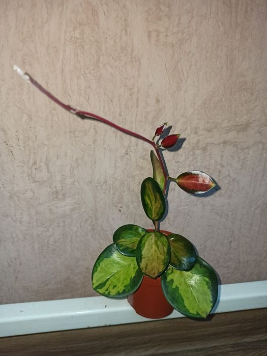 Хойя Аустрализ Лиза