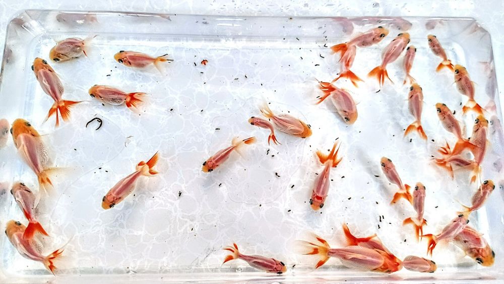 ,,Oranda Red fin,, goldfish welonka welonek welon welonki welonka