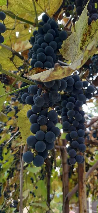 Продам виноград Изабелла .