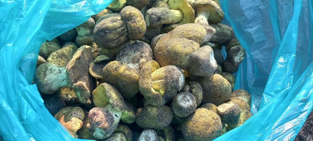 gąski zielonki prosto z lasu 2 kg