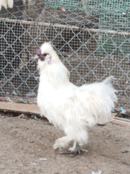 Sprzedam koguta silke