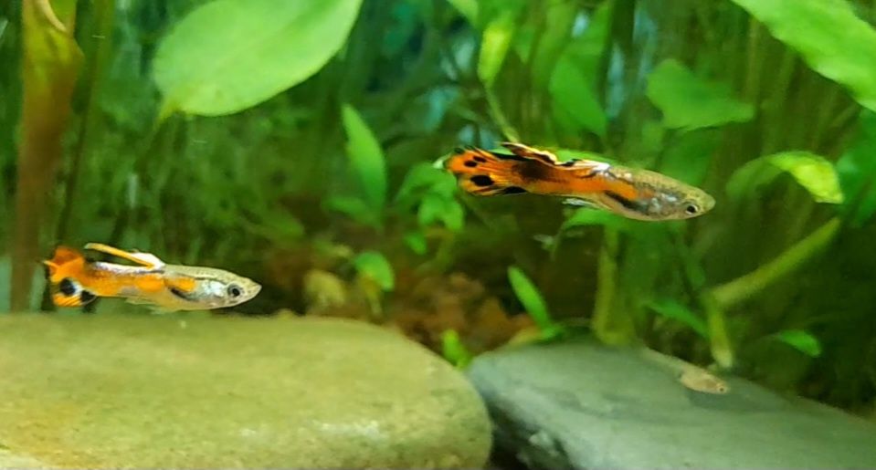 Акваріумні рибки гупії
