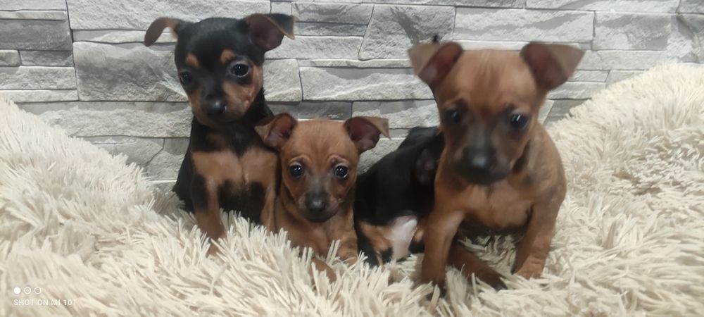 Pinczer miniatura z metryką