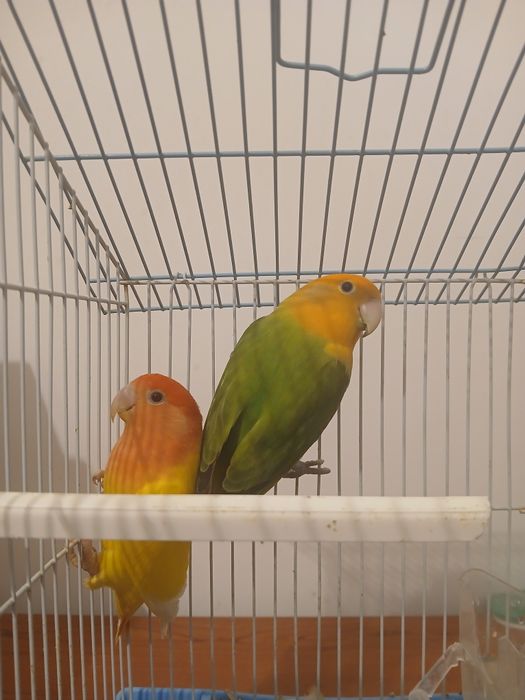 Agapornis Roseicollis