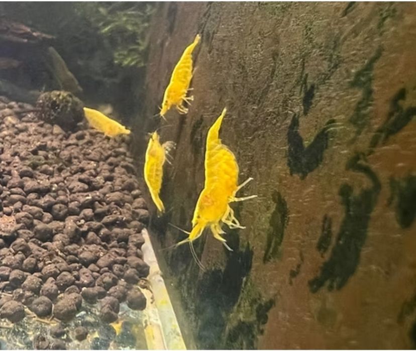 Neocaridina Yellow Golden Back