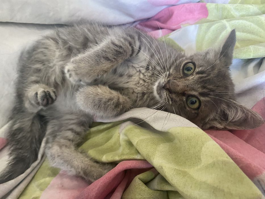 Котик сіро-полосатий в добрі ручки