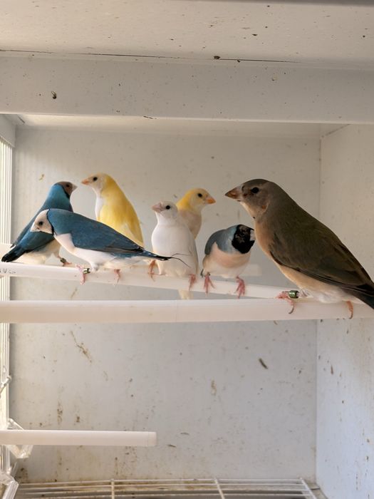 Diamantes de gould