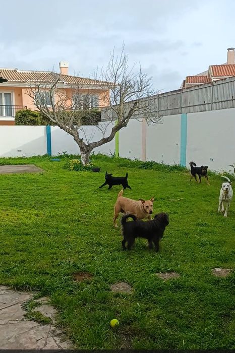 Hotel para cães / Estadia familiar