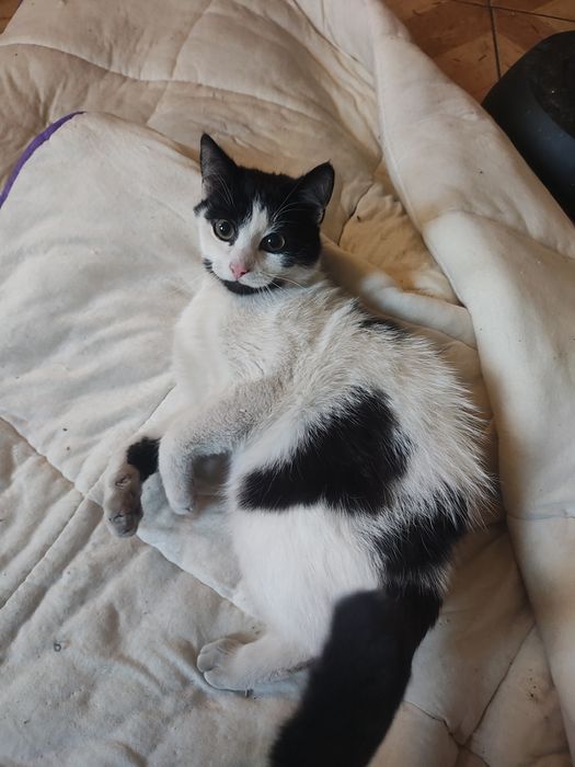 Pan Łaciaty szuka domu