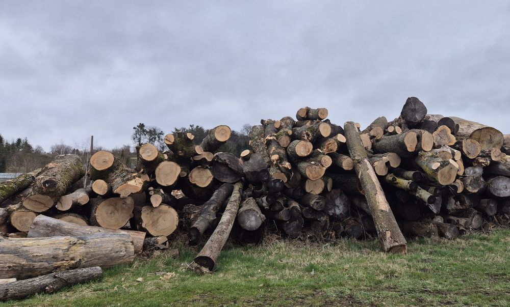 Jesion tartaczny, drewno,dłuzyca