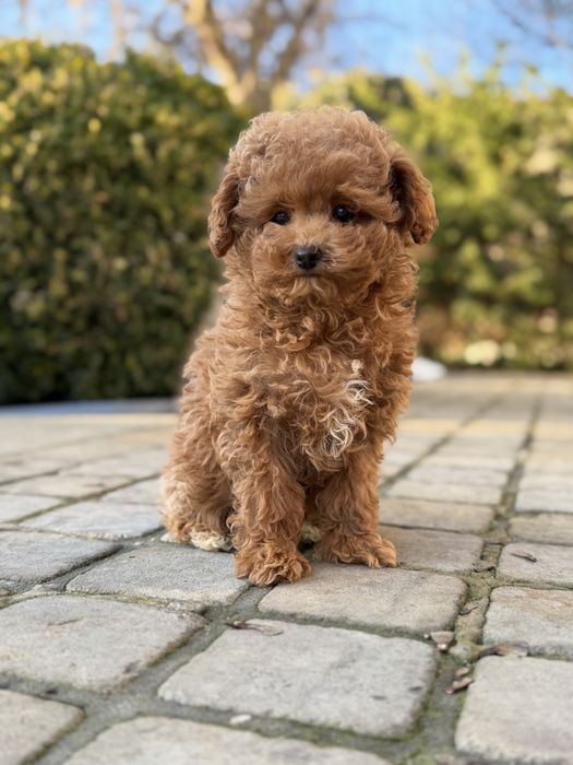 Кукольная девочка мальтипу ф2 в Киеве