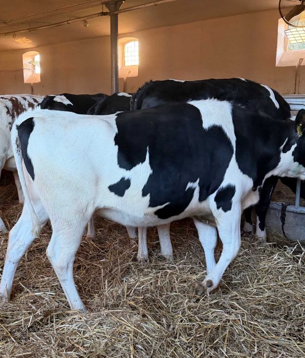 Jałówki hodowlane niemieckie