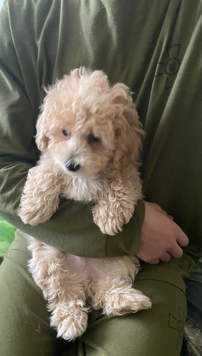 Продам мальтіпу ф1 ведмедика.