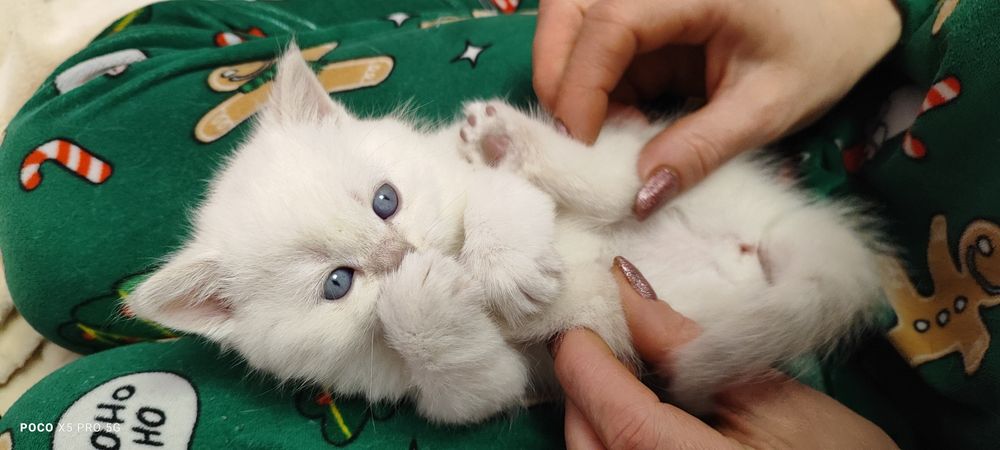 Кошенята британська" бою поінт"