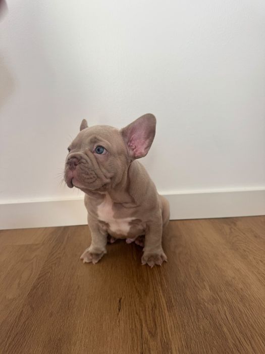 Bulldog francês Isabella