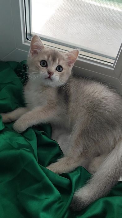 Прямовухий хлопчик шотландська золота шиншила