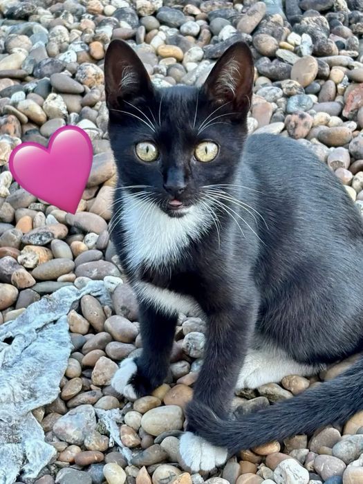 Gatinhos bebés para adoção responsável