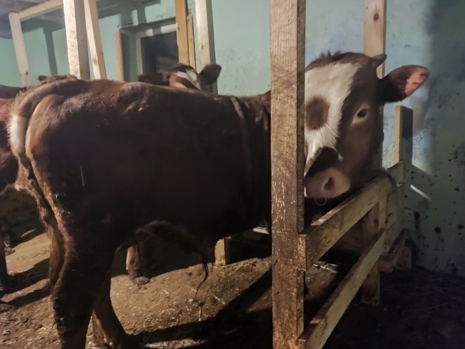 Продаю бичка , 9 місяців