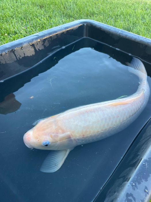 Carpas koi  cerca de 45 cm