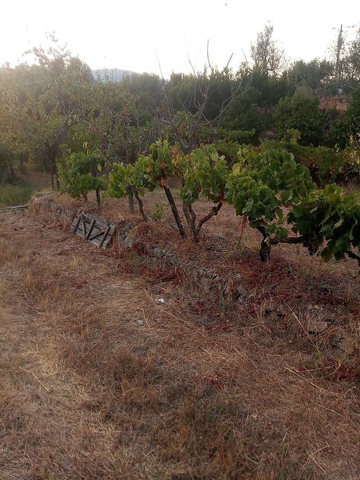Venda de propriedade Freches (entre Celorico e Trancoso