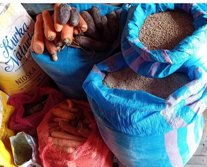 Kury Kura Rosy naturalne ekologiczne kury araucany pisklaki araucany