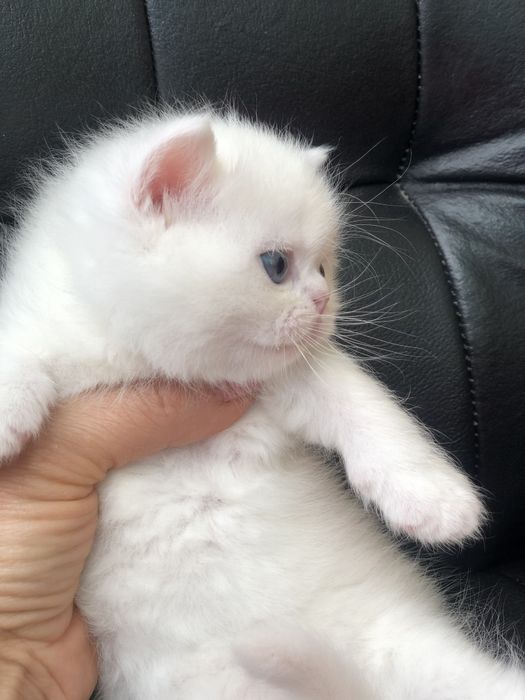 Супер котёнок мальчик