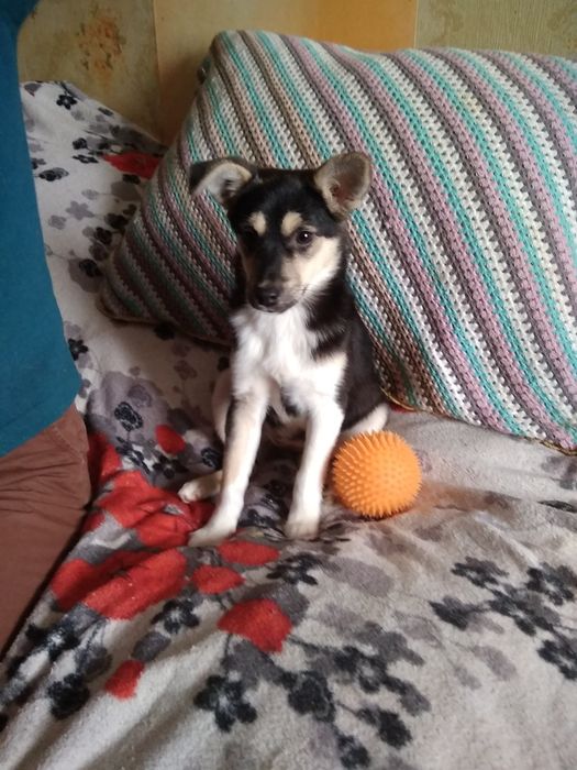 Щенок,3мес.девочка в добрые руки!