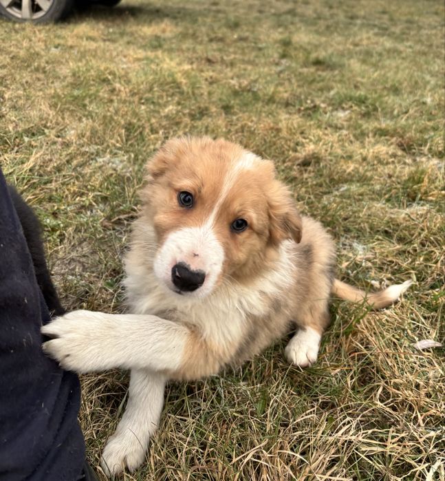 szczeniak border collie