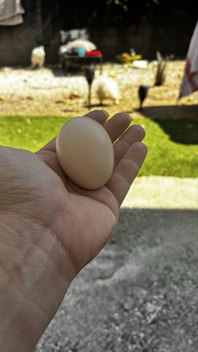 Ovos de sedosa do japao galado