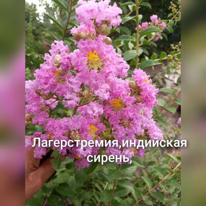 Олеандры разных цветов,лагерстремия