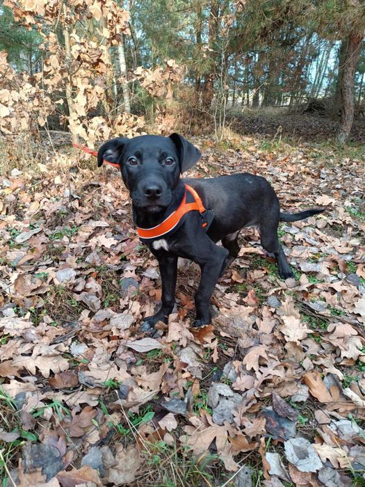 Uratowany G O N Z nadal bez SWOKEGO człowieka!