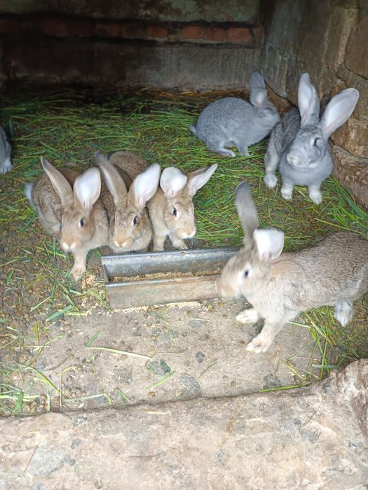 Продаються кролі