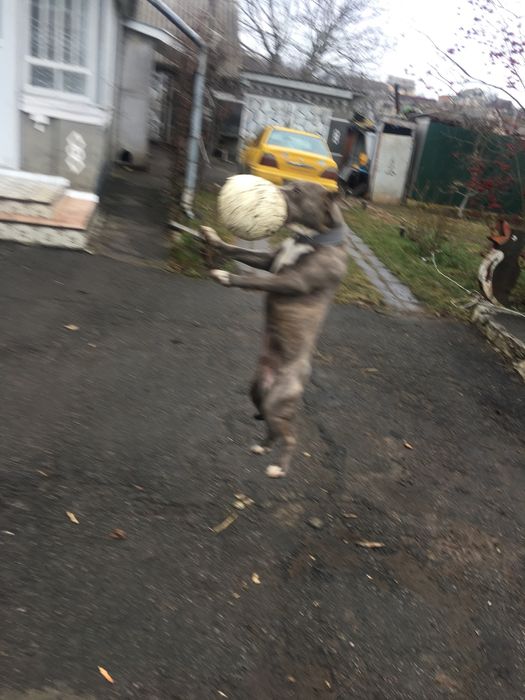 Кобель для вязки