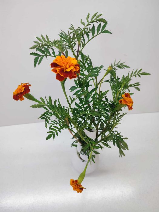 Vaso Branco em Espiral para Flores