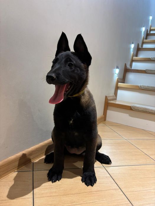 Owczarek belgijski Malinois