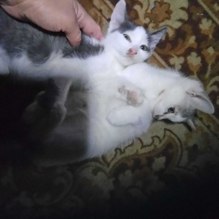 Віддам двох собак та двох котів