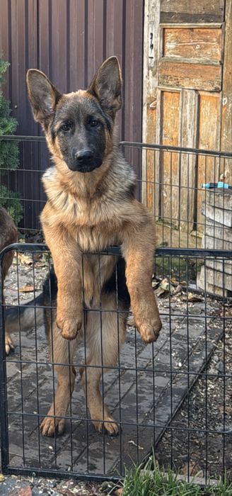 Дівчинка німецької вівчарки