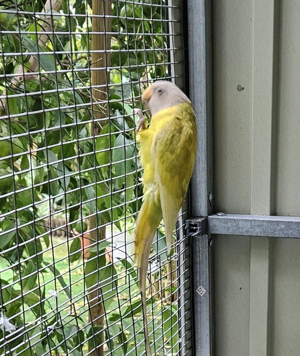 Cabeça de ameixa F.Diluida