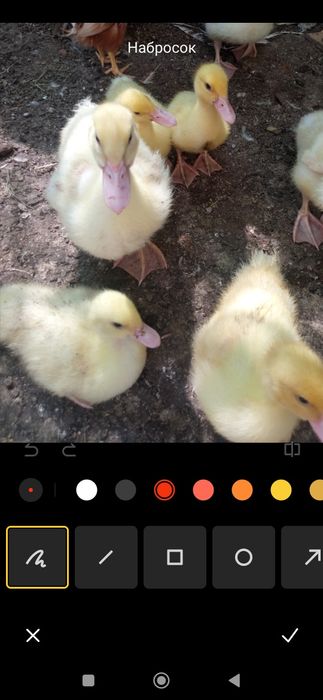 Продам (мускусные утята) Немецкая линия