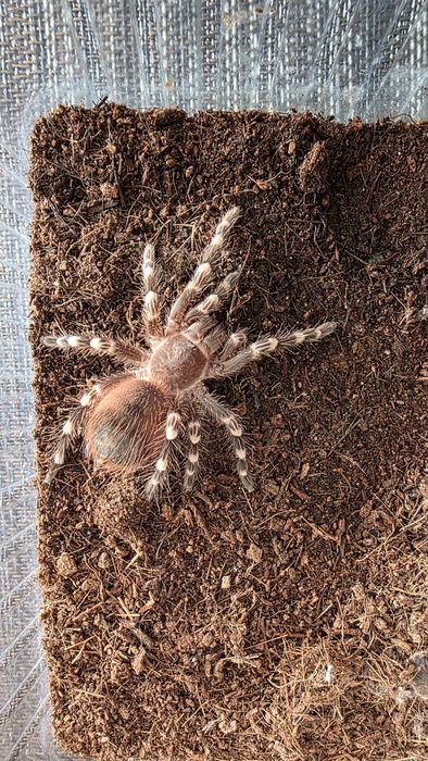 Acanthoscuria Geniculata  - Ptasznik białokolanowy  - SAMICA
