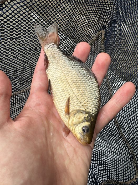 Karp narybek karpia karpik karpie kroczek itp ryby do stawu i oczka