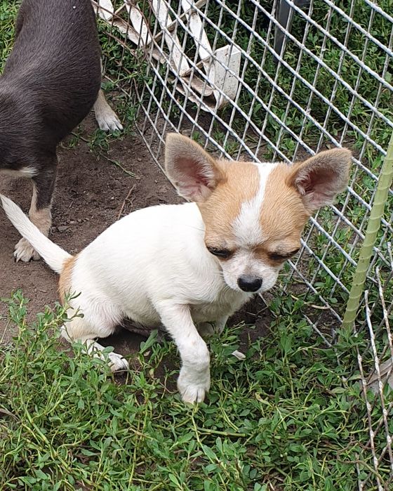 Мальчик чихуахуа гладкошерстный