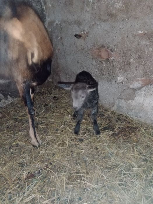 Sprzedam cudowne koziołki