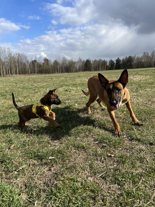 Owczarek Belgijski szczeniak