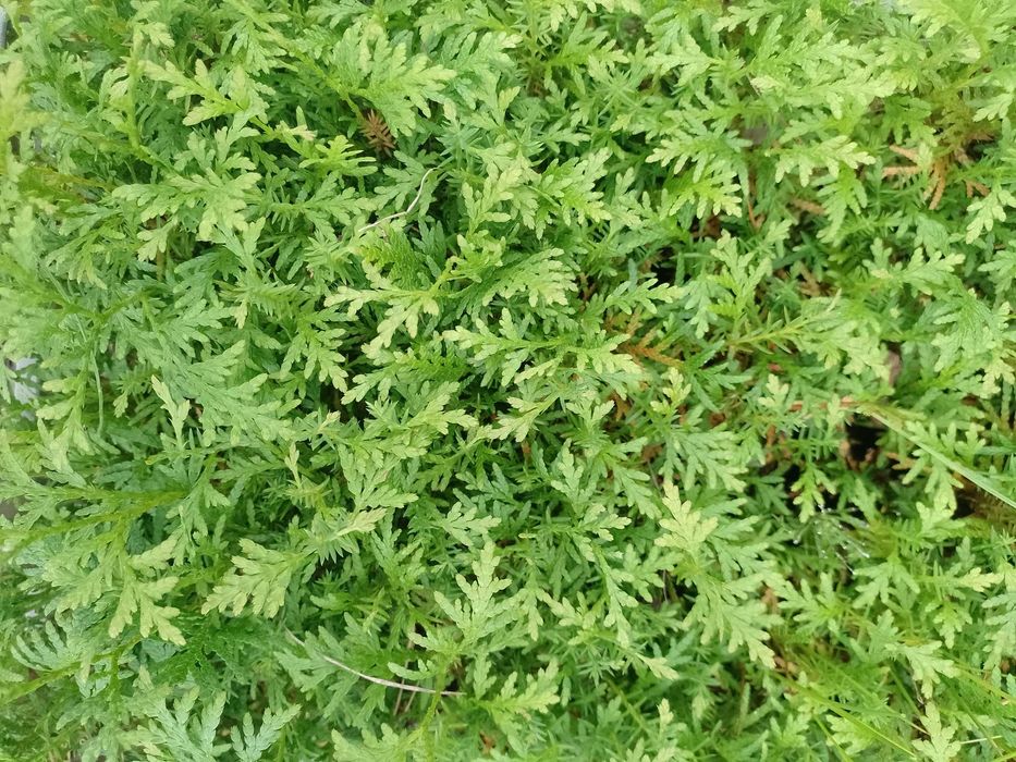Likwidacja tuja szmaragd brabant 1,99 zl/szt