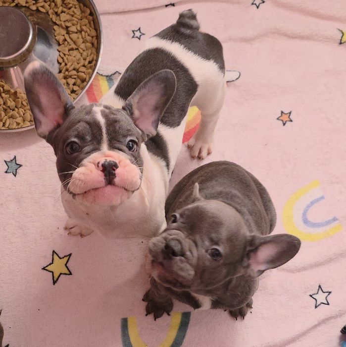 Bulldogue francês isabella faw