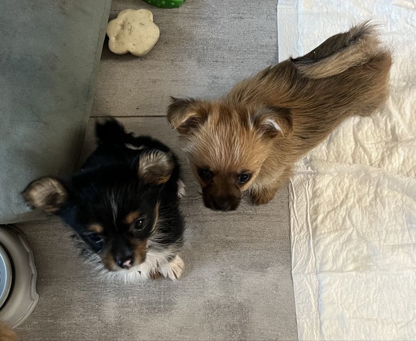 Метиси міні йорк і померанський шпиц